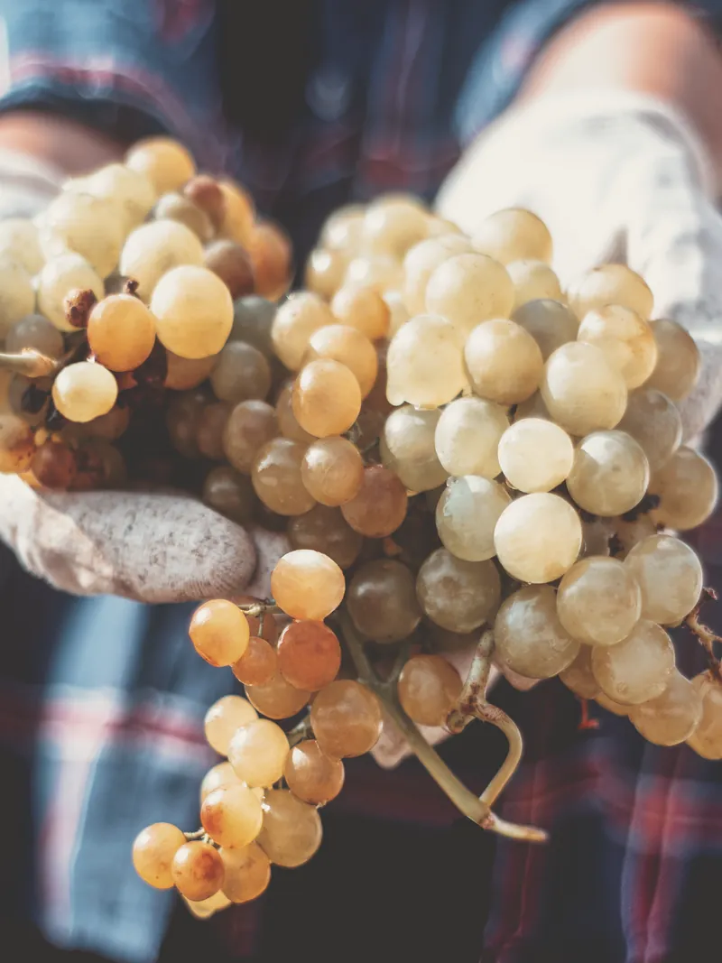 Grappoli d'uva bianca appena vendemmiati tra le mani