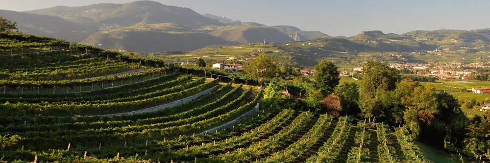 Filari a terrazze in Valpolicella, con le colline e i paesi sullo sfondo